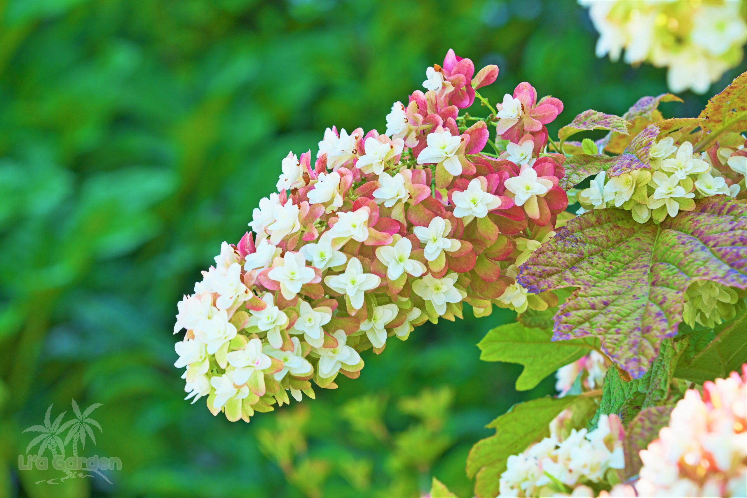 低木】 カシワバアジサイ Hydrangea quercifolia 〈落葉広葉樹〉 | リアガーデン