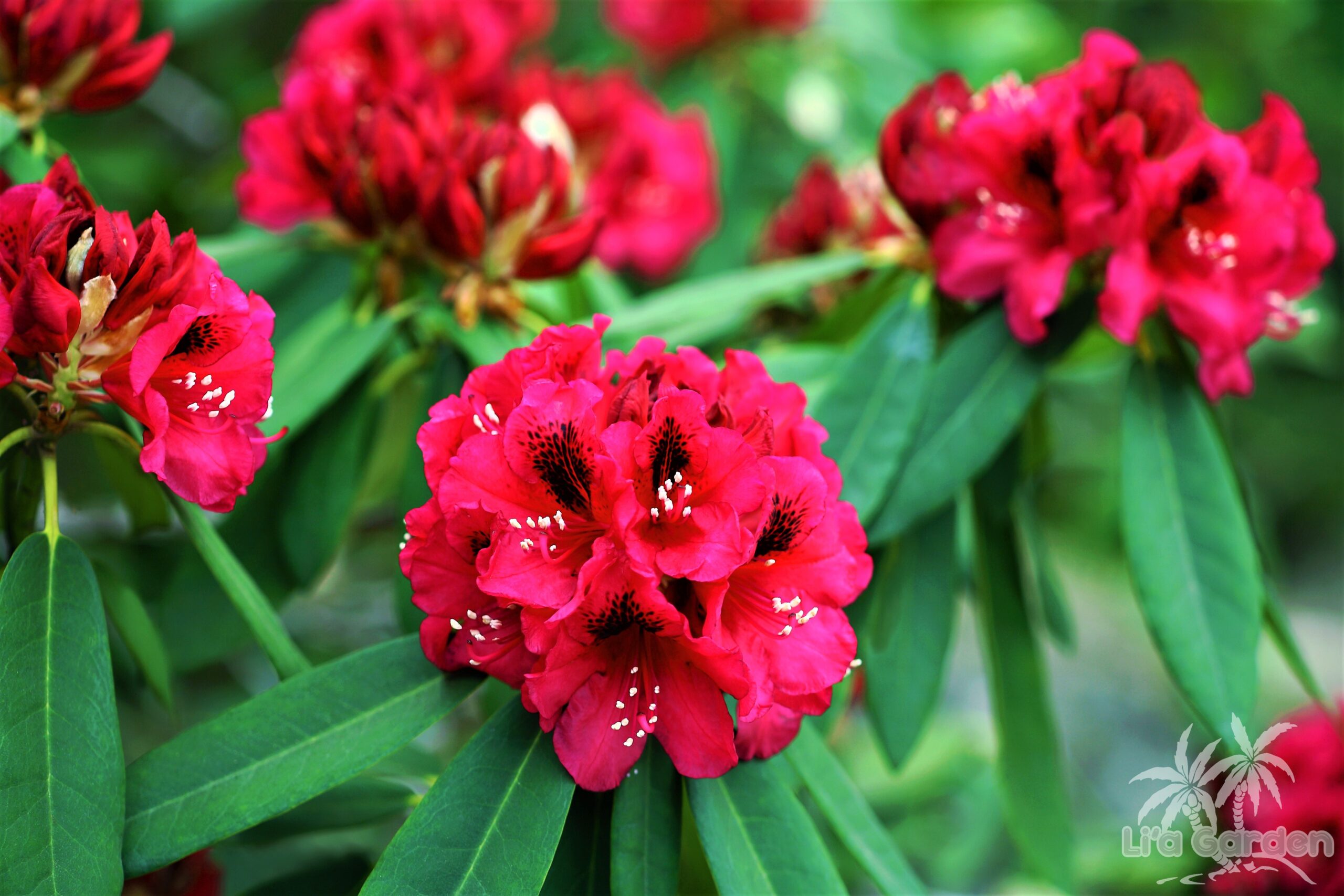 【低木】 シャクナゲ（園芸種） Rhododendron hybrids 〈常緑広葉樹〉