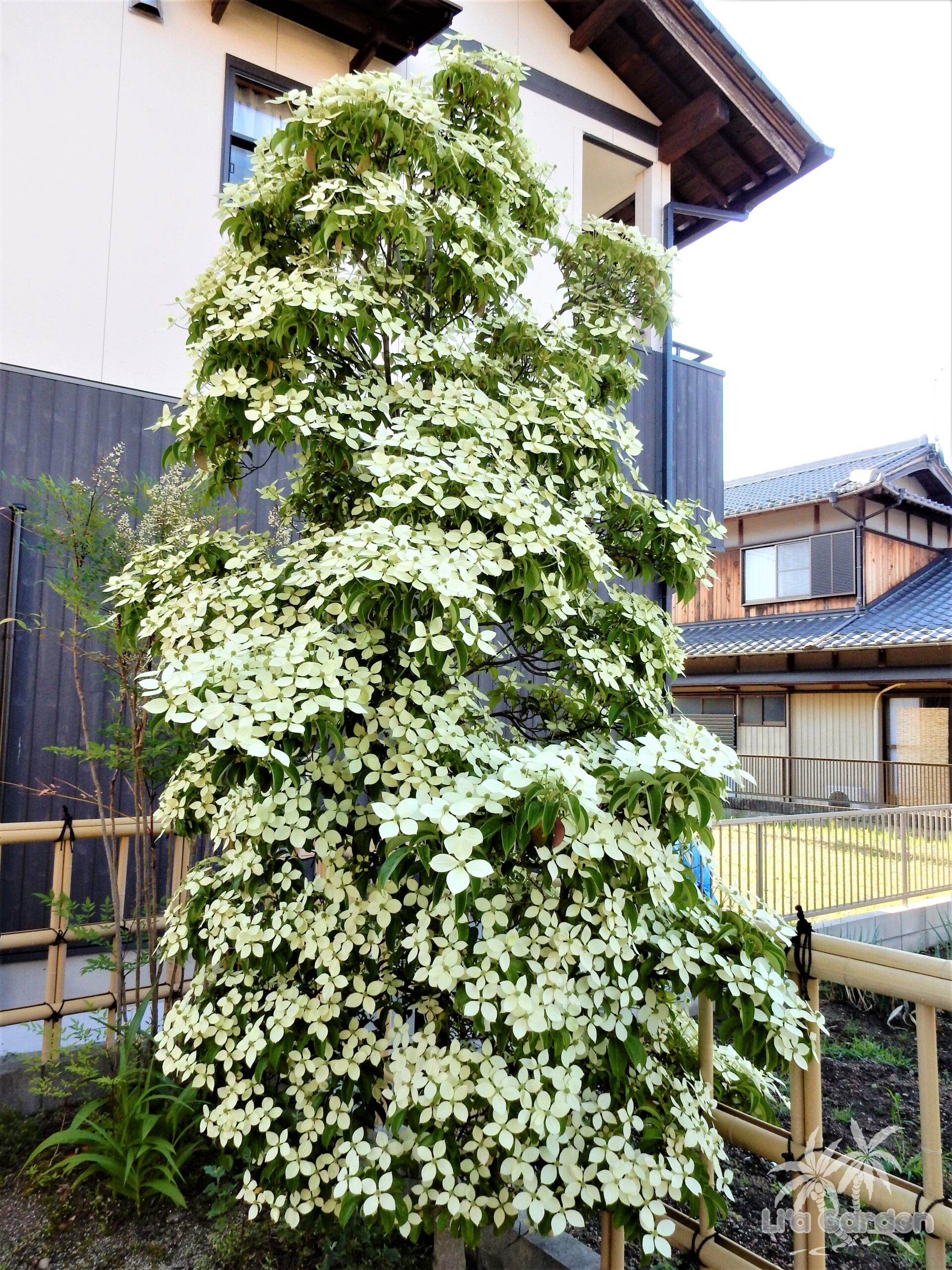 メインツリー】 常緑ヤマボウシ Cornus hongkongensis 〈常緑広葉樹