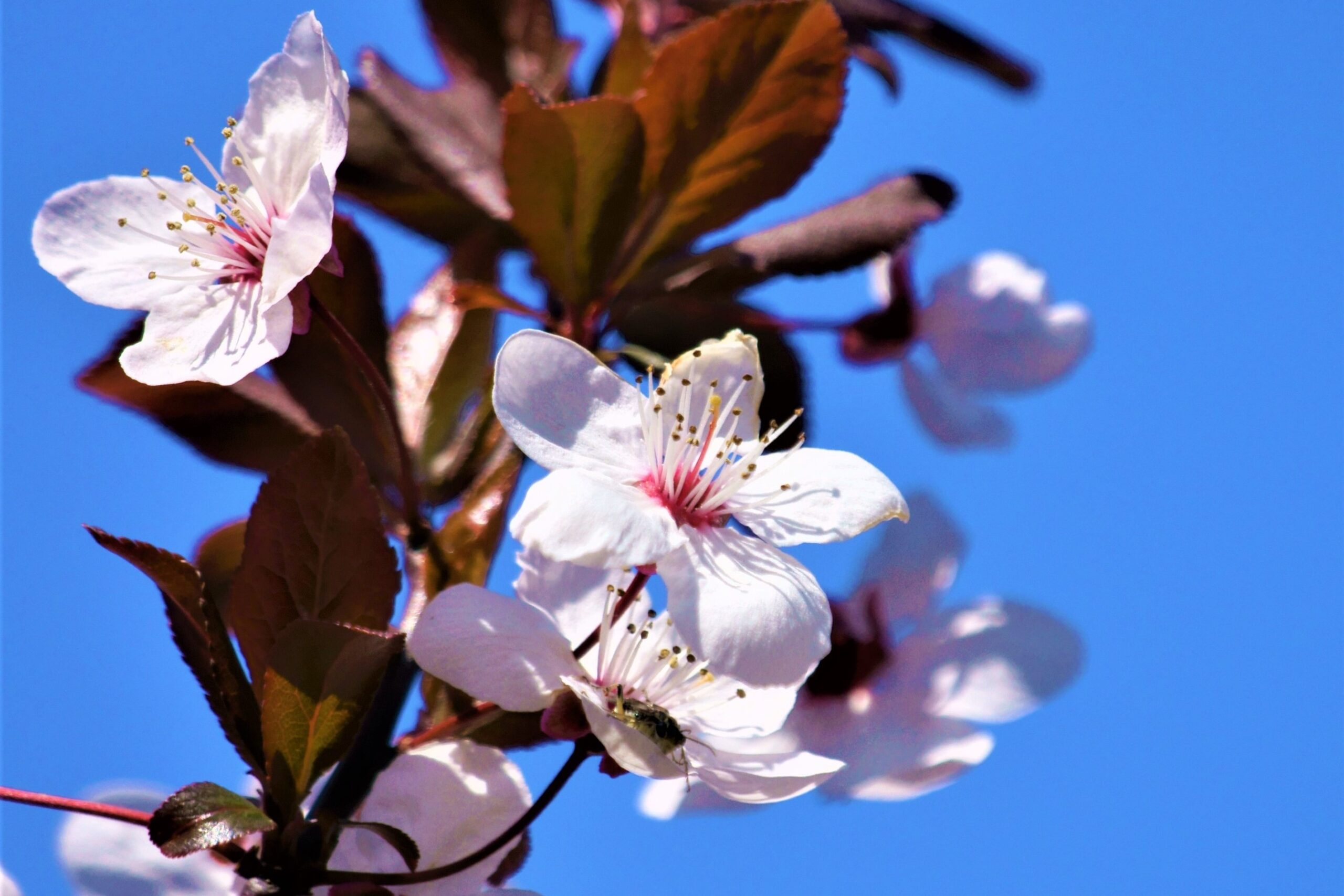 【メインツリー】 ベニバスモモ Prunus cerasifera 〈落葉広葉樹〉